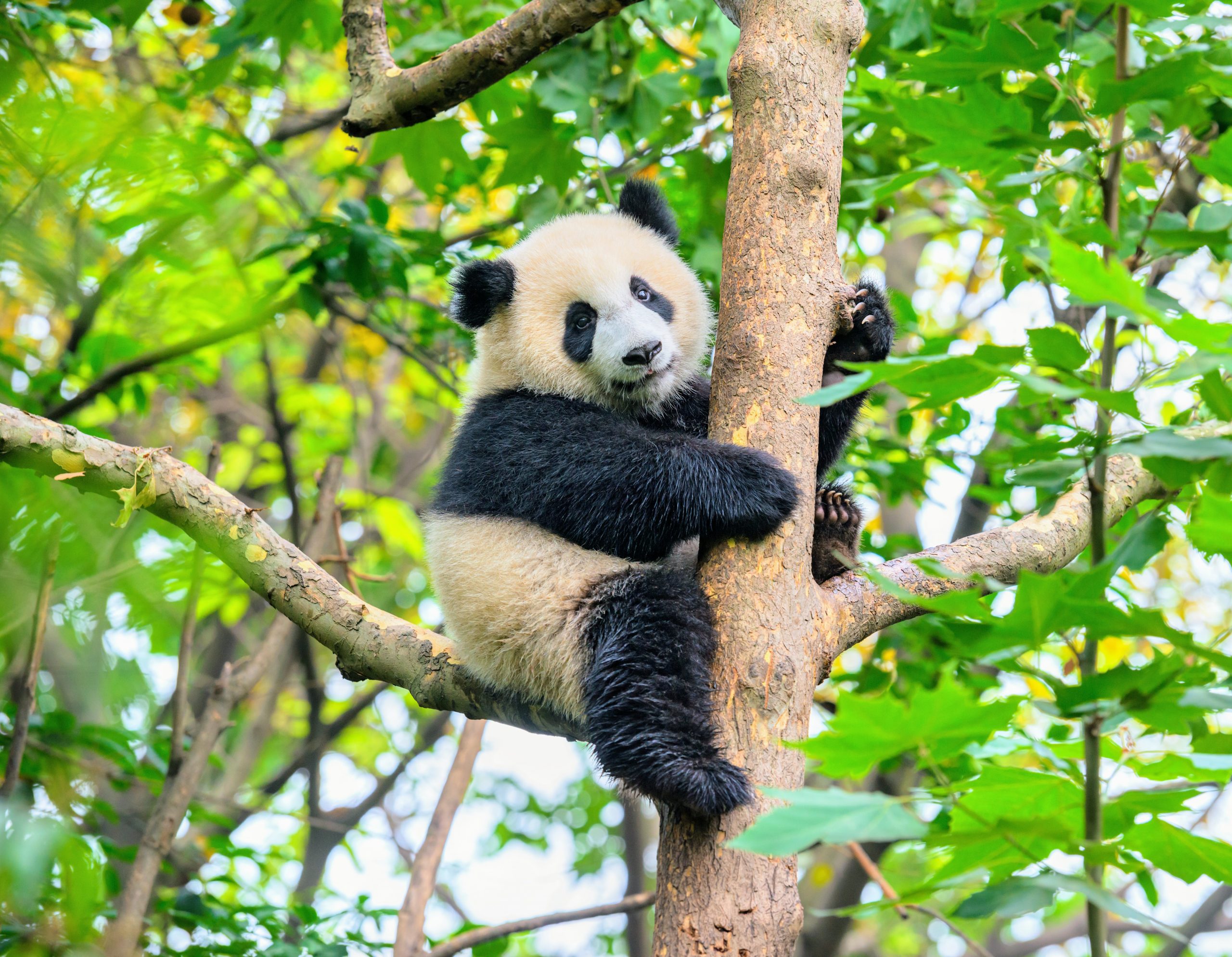 giantpanda