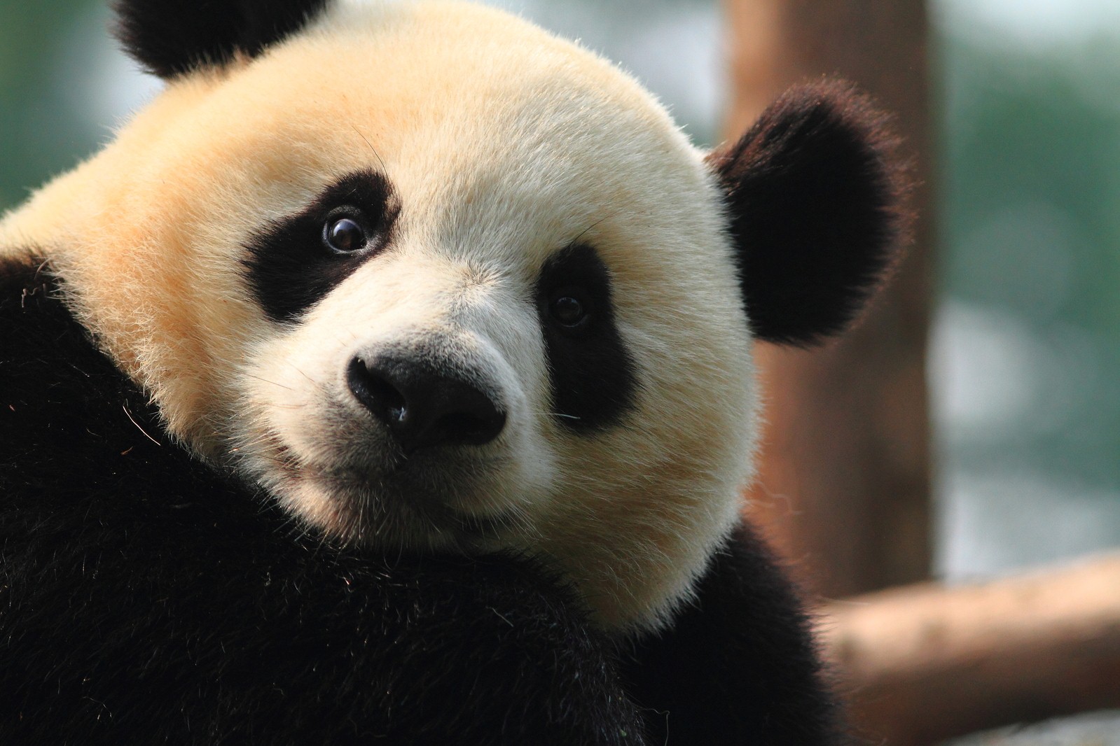 giantpanda