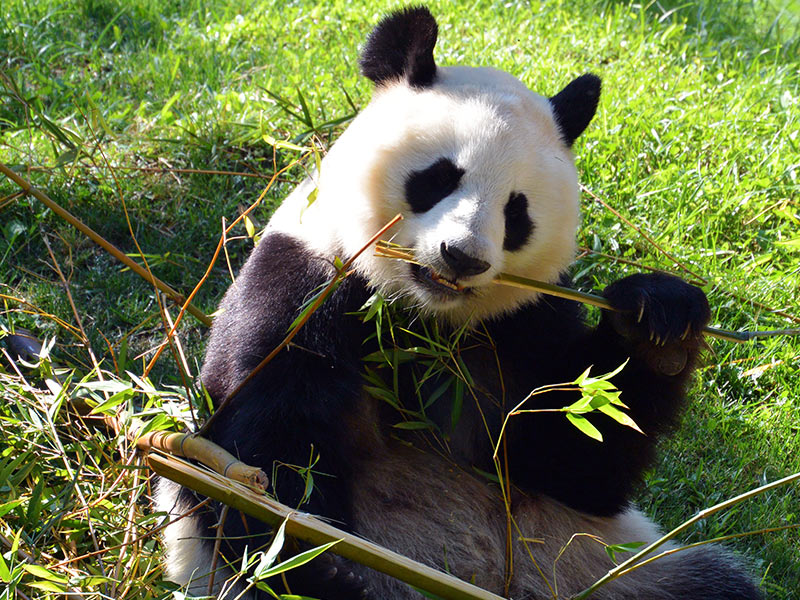 madridzoo