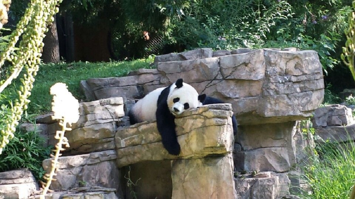 nationalzoo