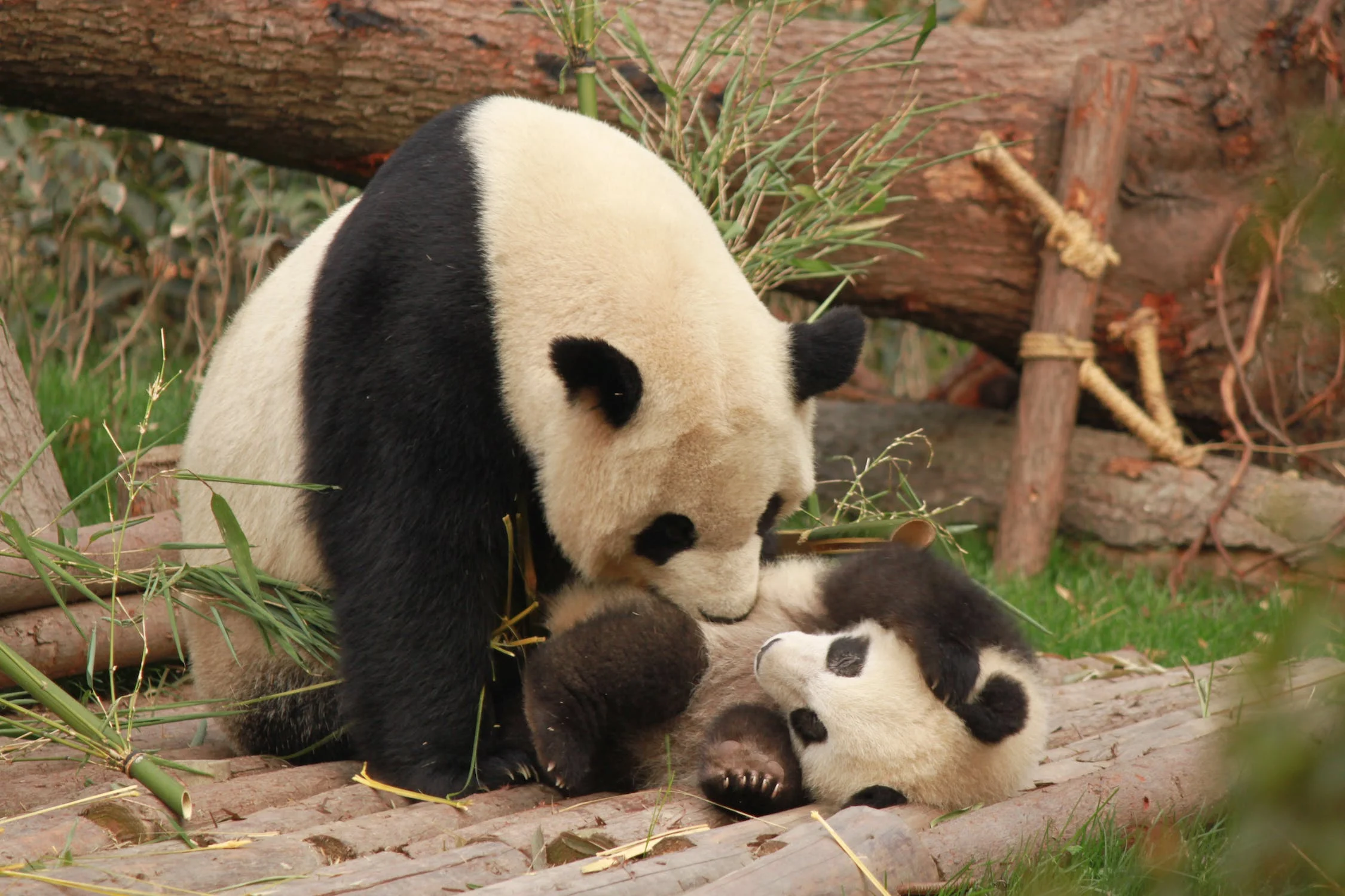 pandascuddling