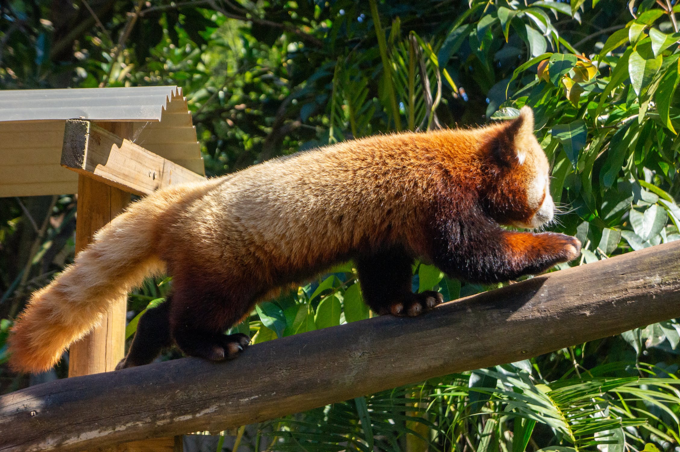 redpandatwo