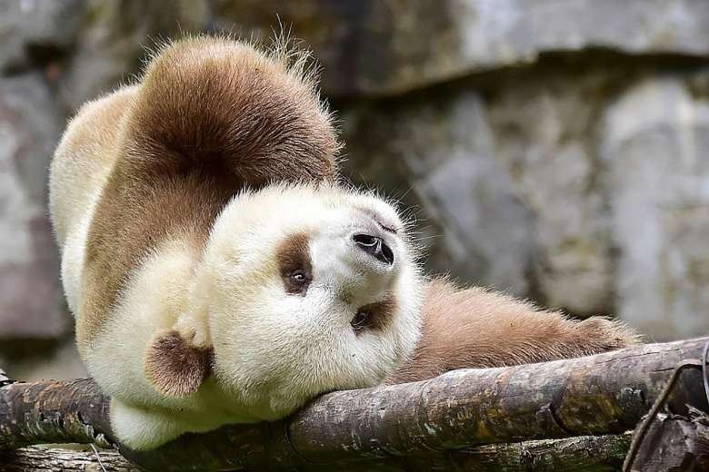 qinlingpanda