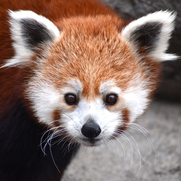 redpanda