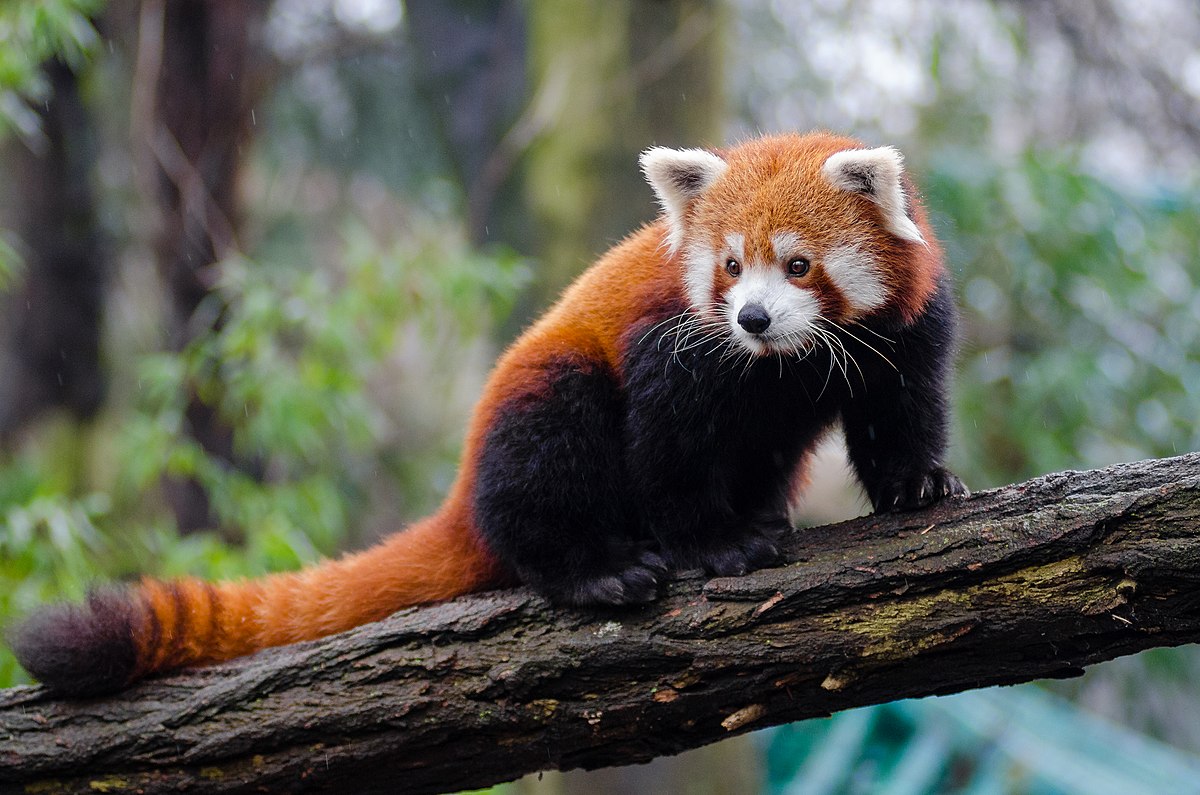 redpanda