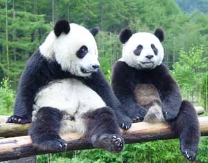 twopandastogether